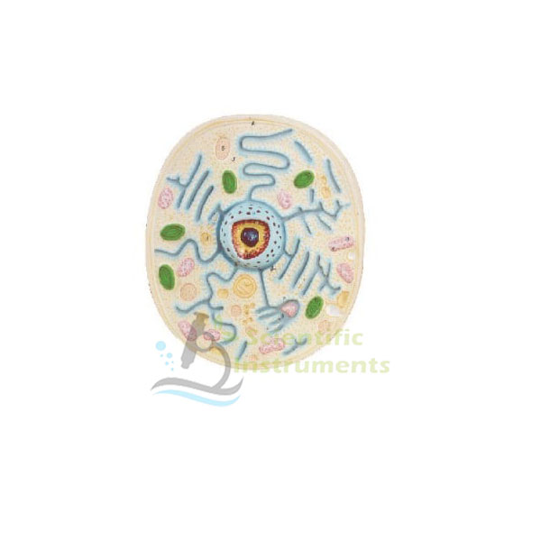 Animal Cell Model,