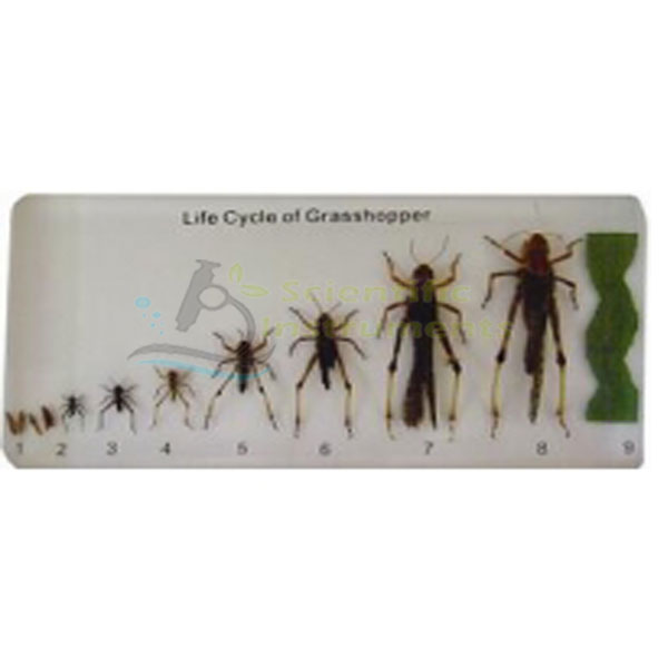 Grasshopper Lifecycle Plastic mount.