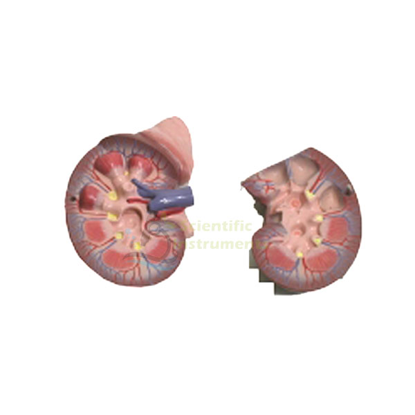 Kidney & Adrenal Gland Model