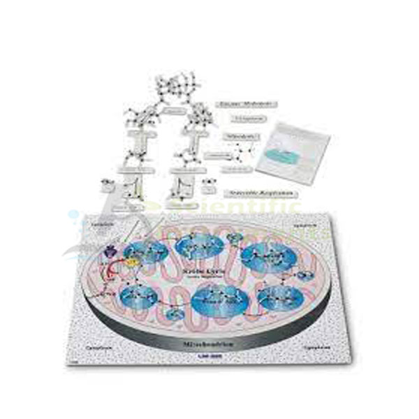 Molecules Of Metabolism Kit.