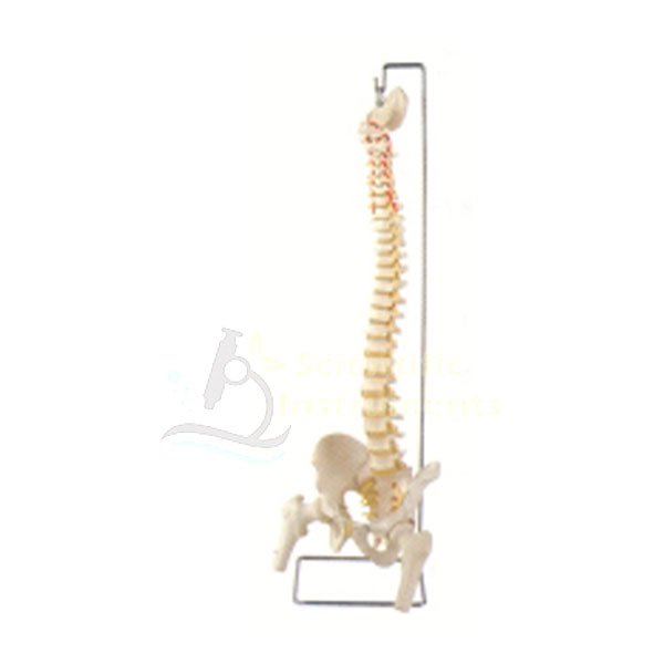 Spine Model, Open Sacrum