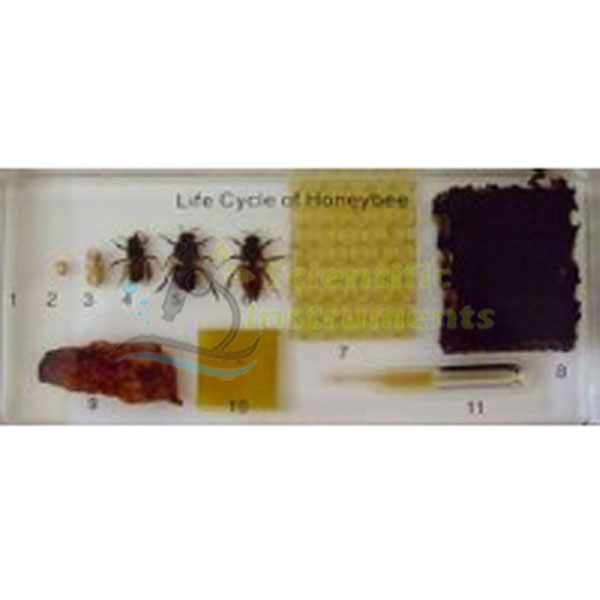 Honeybee Lifecycle