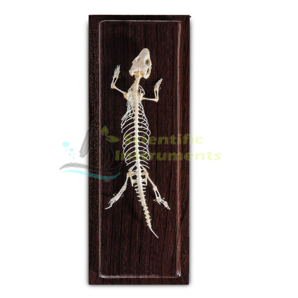 Skeleton: Lizard.