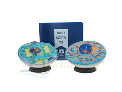 Animal Cell Model