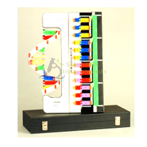 RNA Protein Synthesis