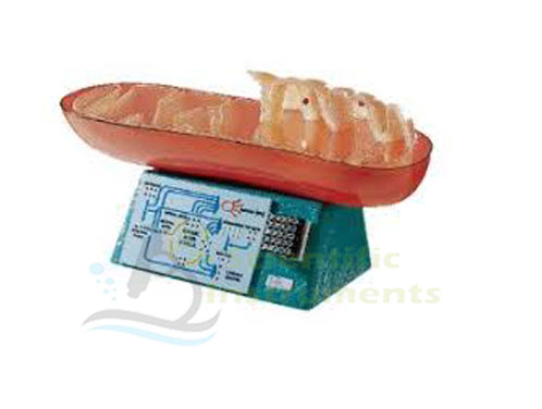 Mitochondrion Model