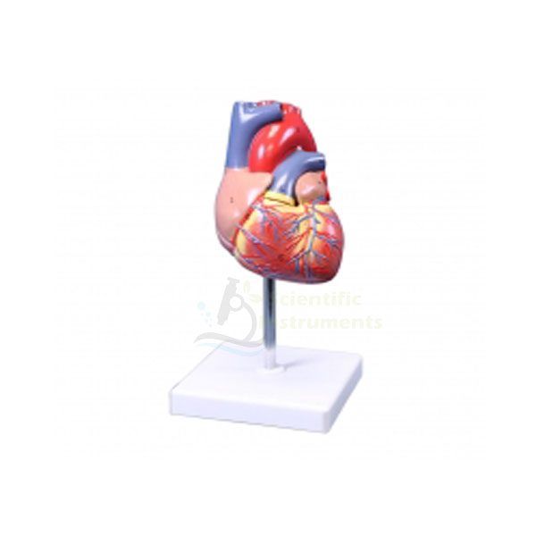 Heart Model, Natural Size 2 Pc.