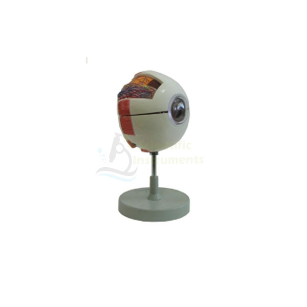 Eye Model,6 pc