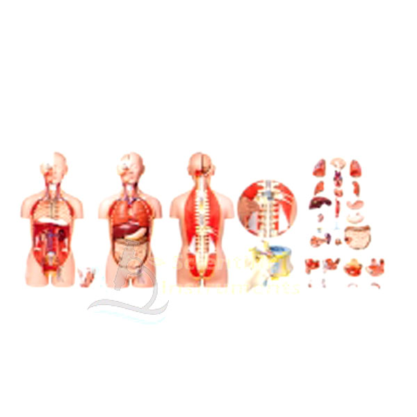 Torso, Male & Female,