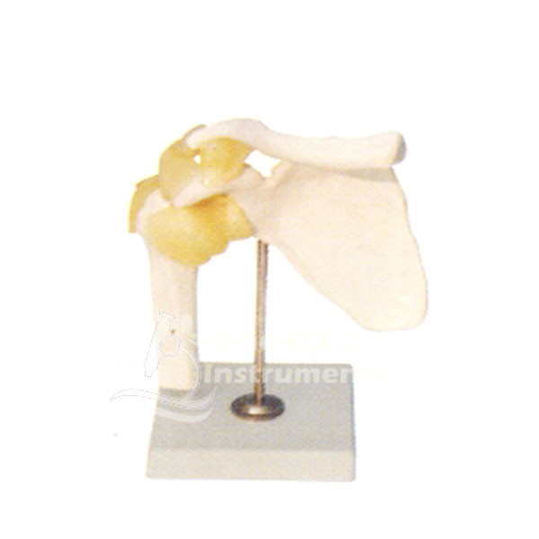 Shoulder Model, Natural Size. On Stand.
