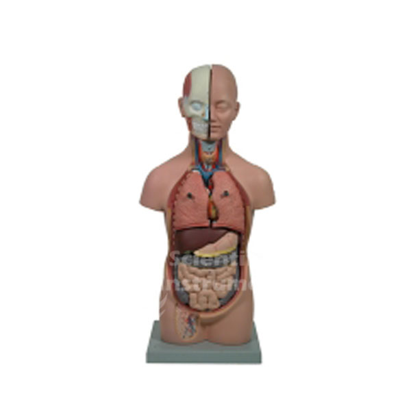 Torso Mini, Unisex, 12 pc