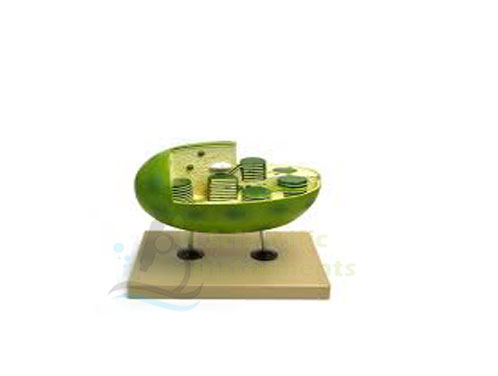 Chloroplast Model