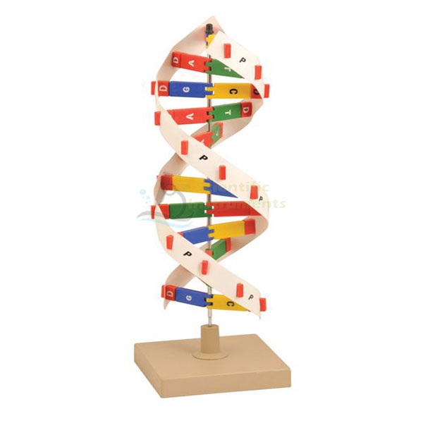 Dna Model Kit (12 Packets).