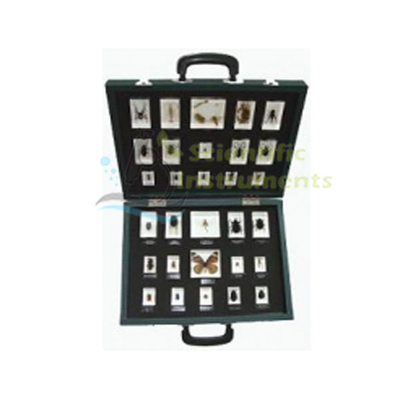 Insect Mount Set,