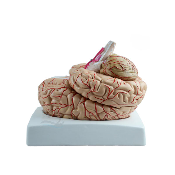 Brain Model, With Artery
