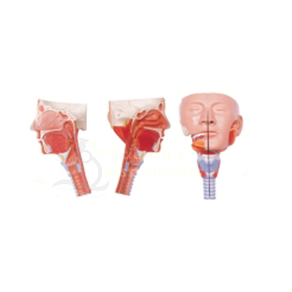 Head Model 2 Pc. W/Pharynx Muscles.