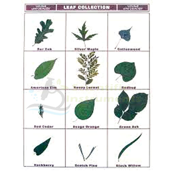 Leaf Collection, Mounted.