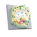 Plant Cell Model,