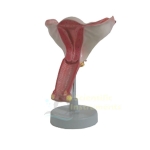 Uterus Model, 1 Pc.