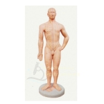 Acupuncture Point Model
