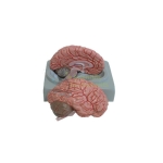 Brain Model, left and right