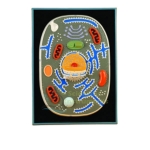 Animal Cell Plaque