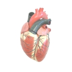 Heart Model, 3X Mag