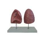 Lung model, left and right, Natural size