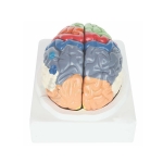 Brain Model, Regional