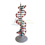 DNA Model Large